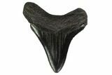 Fossil Megalodon Tooth - Georgia #159745-1
